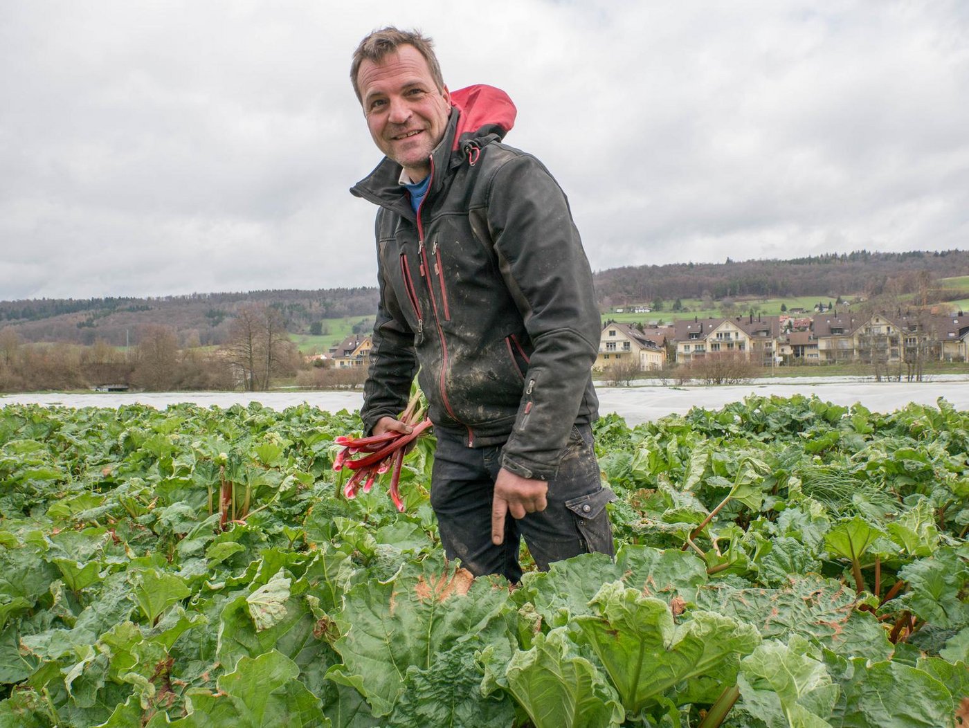 Martin Schärer hat lange getüftelt, bis er das passende Anbauverfahren für die Verfrühung des Rhabarbers gefunden hat. (Bild ep)