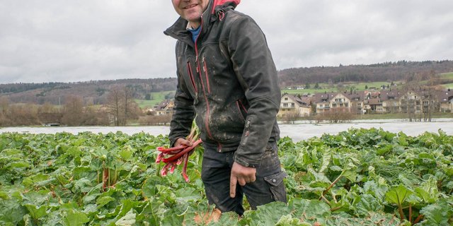 Martin Schärer hat lange getüftelt, bis er das passende Anbauverfahren für die Verfrühung des Rhabarbers gefunden hat. (Bild ep)