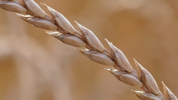 Dinkel ist ein altes Getreide und gilt als gesund. (Bild Pixabay)