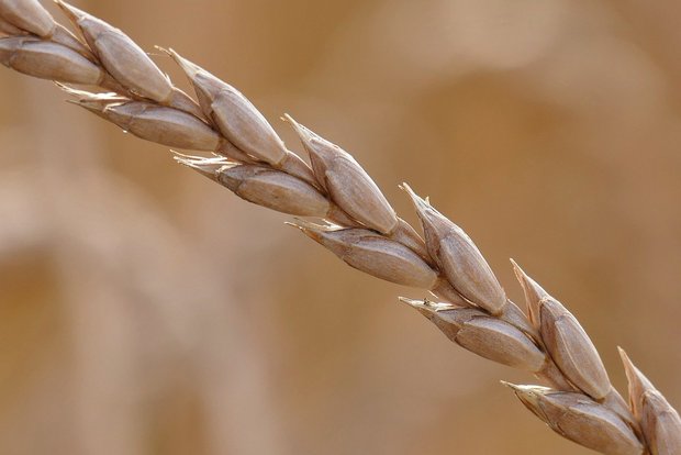 Dinkel ist ein altes Getreide und gilt als gesund. (Bild Pixabay)