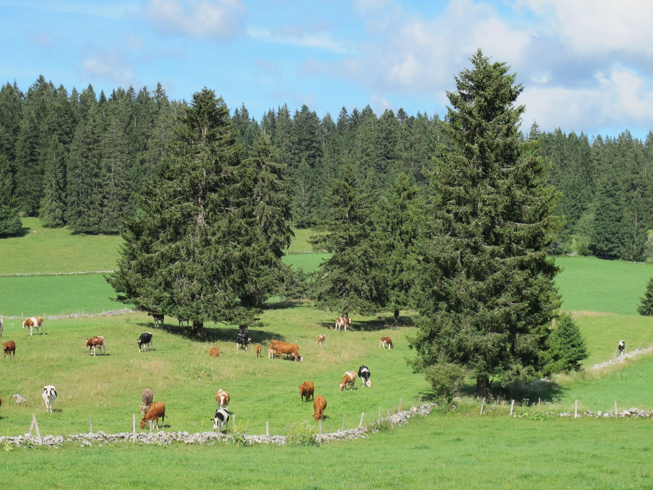 Eine Weide mit Trockensteinmauern im Neuenburger Jura. (Bild: Véronique Smyke)