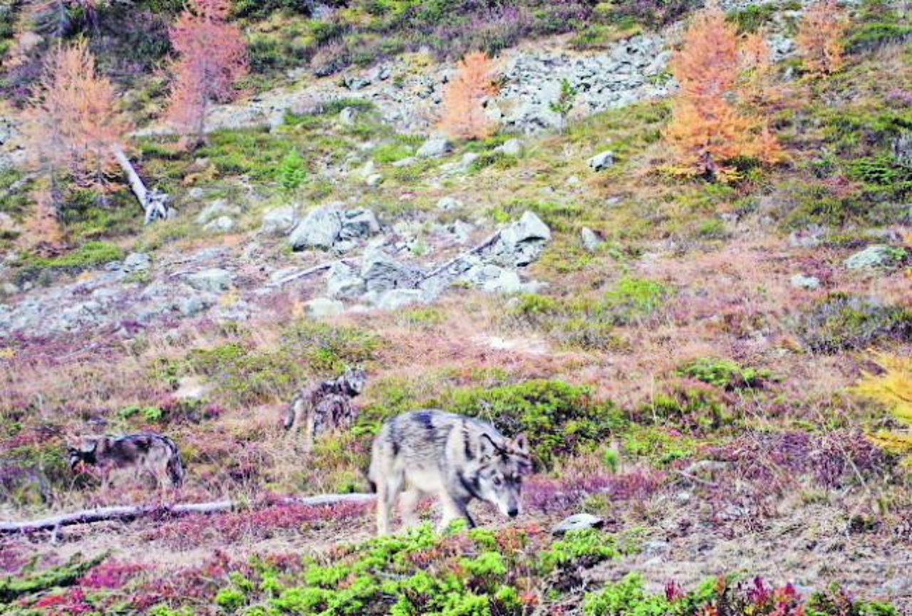 Ertappt: Eine Wildtierkamera hielt im Dezember vier Wölfe des Augstbord-Rudels fest. (Bild Gruppe Wolf Schweiz)