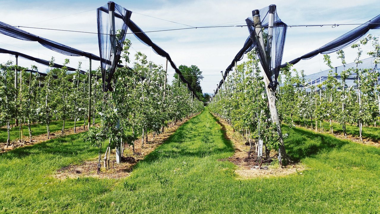 Die Besucher(innen) am Tag der offenen Obst- und Gemüsegärten sollen idyllisch blühende Apfelbäume sehen, aber auch ein realistisches Bild der Schweizer Produktion erhalten. (Bild Stefanie Giger)