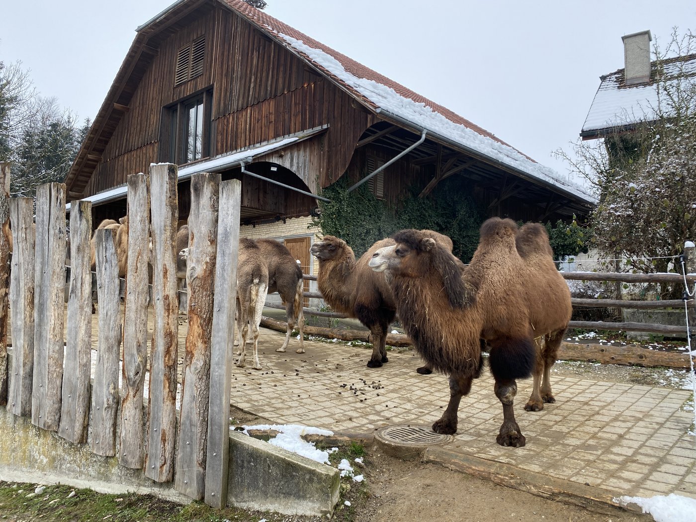 Auf dem drei Hektaren grossen Hof erhalten die 15 Kamele viel Auslauf.
