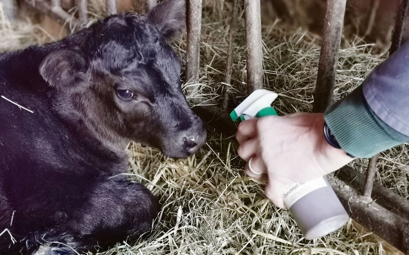 Tees und Tinkturen kommen wieder auf im Stall. Tierhalter müssen unbedingt darauf achten, dass dadurch keine unzulässigen Rückstände in Lebensmittel gelangen.