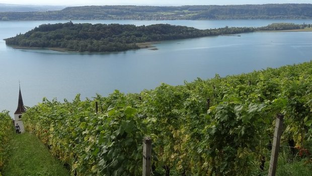 1'816 Tonnen Trauben wurden am Bielersee (hier Blick auf die St. Petersinsel) geerntet, 139 Tonnen am Thunersee, 15 Tonnen im übrigen Kantonsgebiet. (Bild lid)