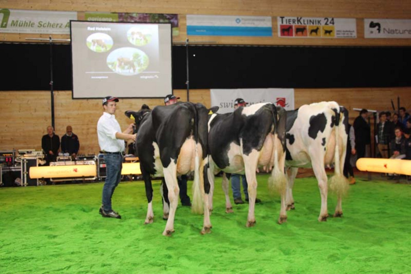 Töchter vom Holstein-Stier Babu.