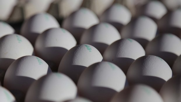 Im Ausland sind Freiland- und Bio-Eier weiterhin knapp. (Symbolbild, ji)