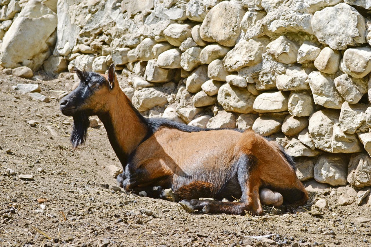 Igor, der Gämsfarbige Gebirgsziegenbock des Regionaltyps Oberhasli-Brienzer, gehört ebenfalls zur Herde. (Bild Lisa McKenna)