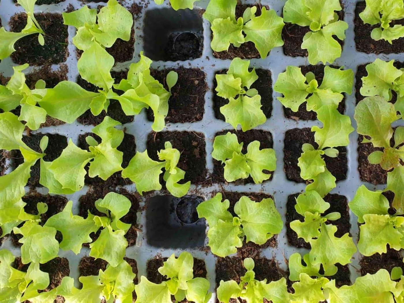 Da wächst etwas Gutes heran: Salatsetzlinge in Multitopfplatten. (Bild rae)