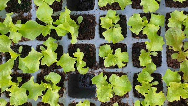 Da wächst etwas Gutes heran: Salatsetzlinge in Multitopfplatten. (Bild rae)
