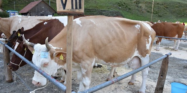 Kühe mit Hörern sollen keine Subventionen bekommen. (Bild Peter Fankhauser))