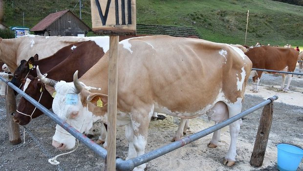 Kühe mit Hörern sollen keine Subventionen bekommen. (Bild Peter Fankhauser))
