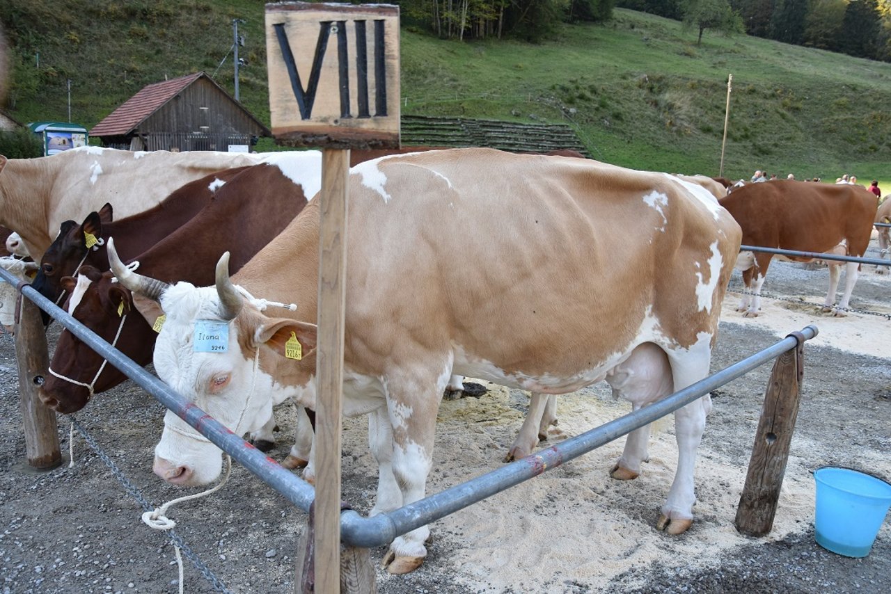 Kühe mit Hörern sollen keine Subventionen bekommen. (Bild Peter Fankhauser))