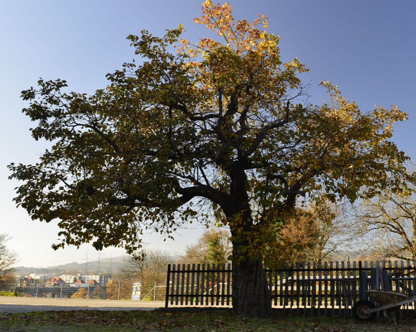 Ein Quitten-Baum in Laufenburg. (Fructus)