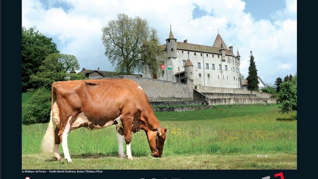 So präsentiert sich der neue Kalender von Swiss Red-Holstein. (Bild: zVg)