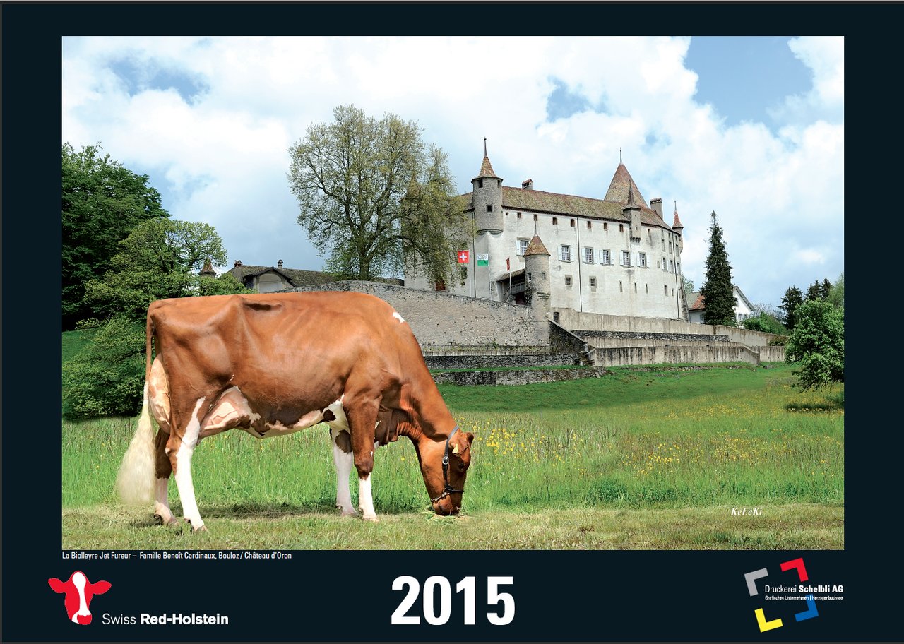So präsentiert sich der neue Kalender von Swiss Red-Holstein. (Bild: zVg)
