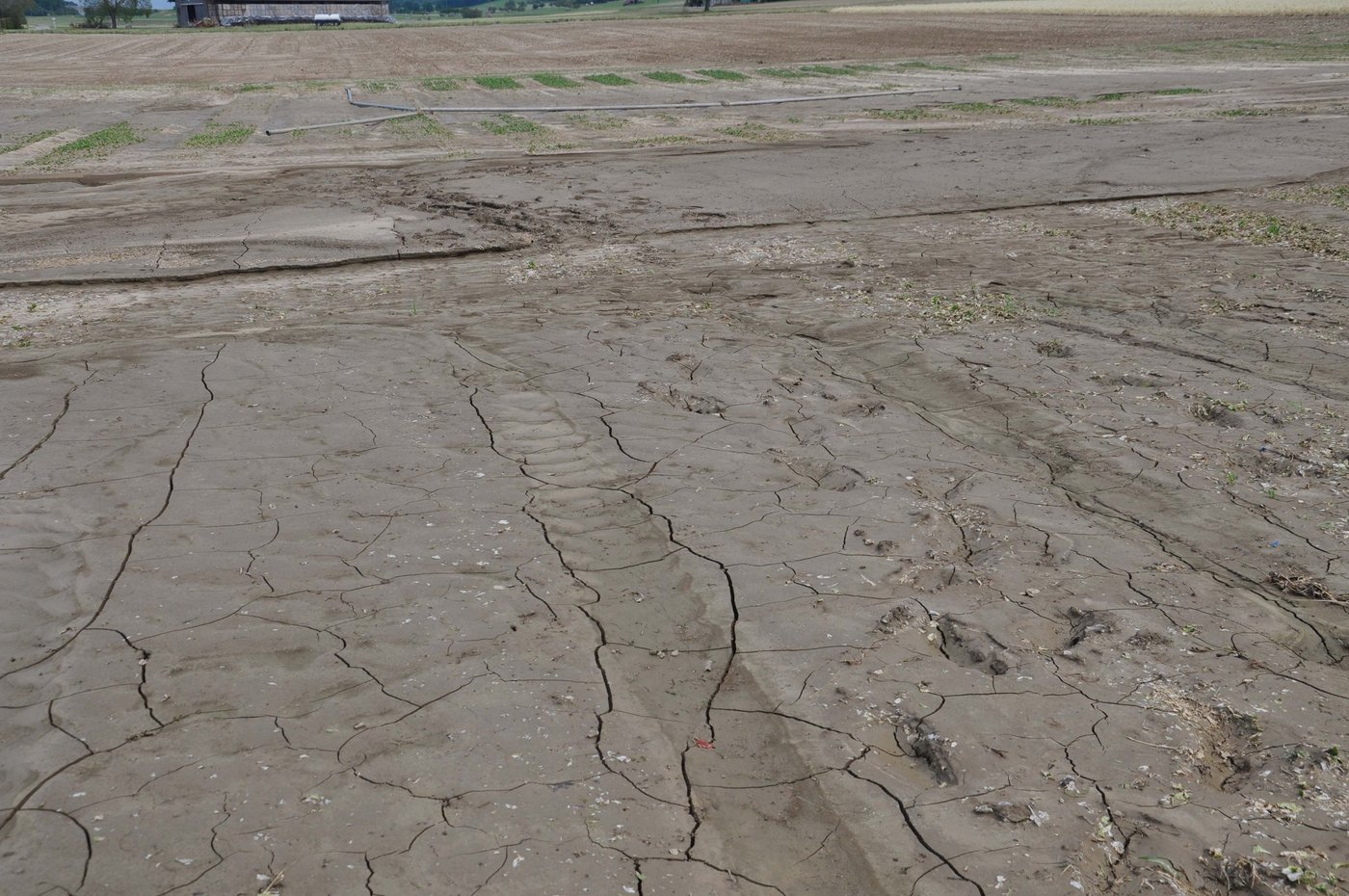 Der Schnittsalat ist unter einer Zentimeterdicken Schlammschicht vergraben. (Bild nb)