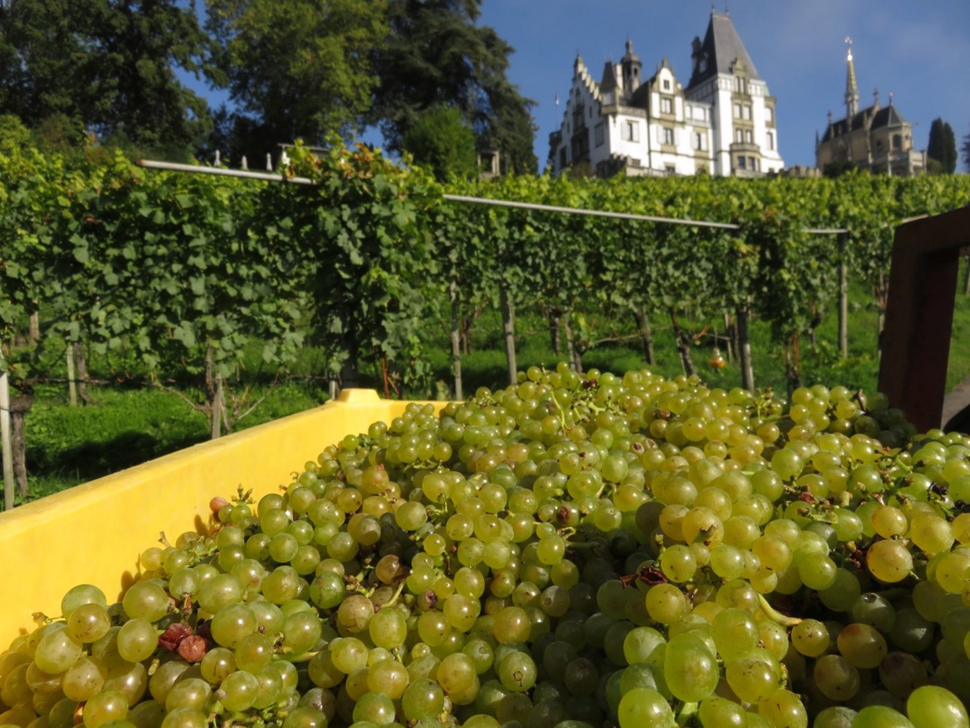 Bei der Lese hat man einen wurnderbaren Blick auf das Schloss Meggenhorn.