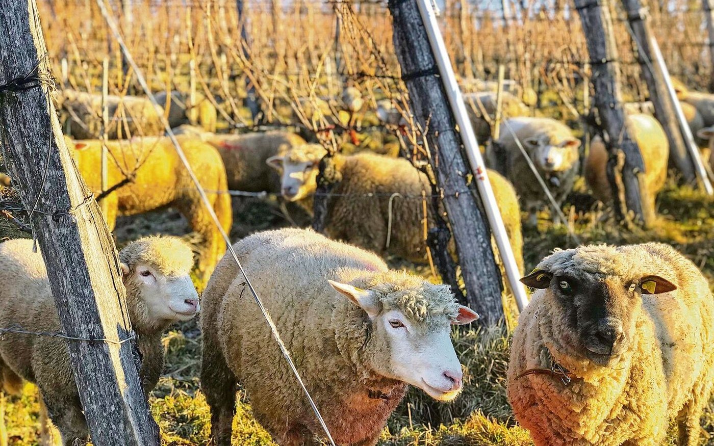 Die Weideschafe kommen unter anderem in den Reben zum Einsatz. 