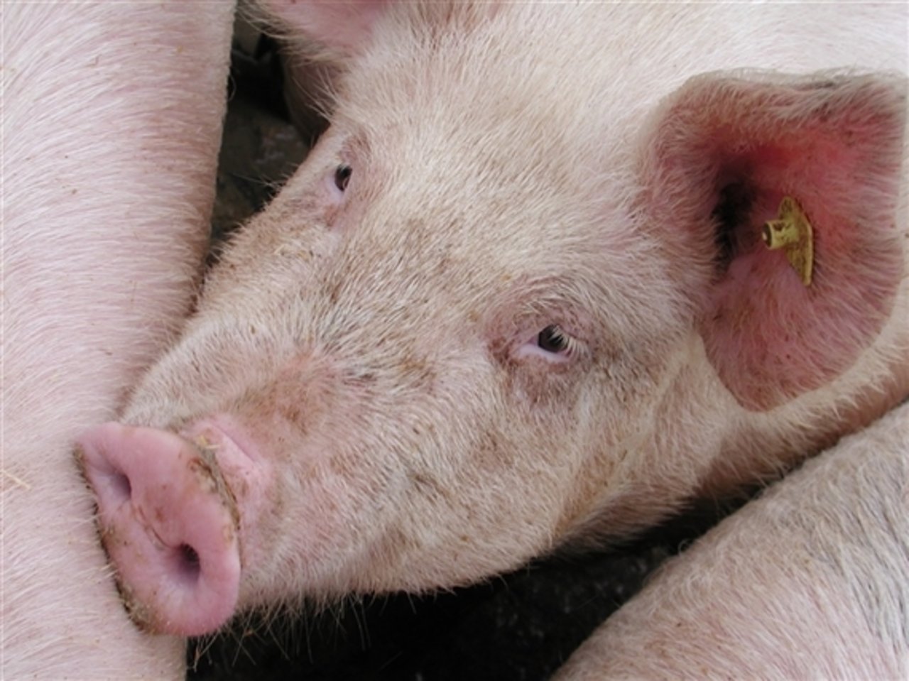 In Asien ist die Nachfrage nach Schweinefleisch gross. (Bild BauZ)