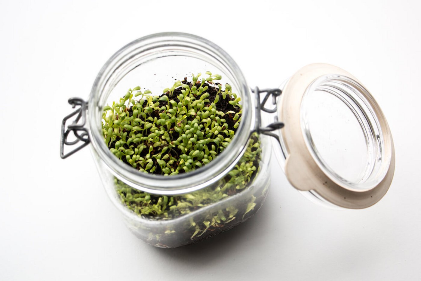 Wächst die Kresse im geschlossen Glas, ist der Kompost gut. (Foto: Eveline Dudda)