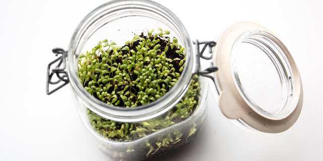 Wächst die Kresse im geschlossen Glas, ist der Kompost gut. (Foto: Eveline Dudda)