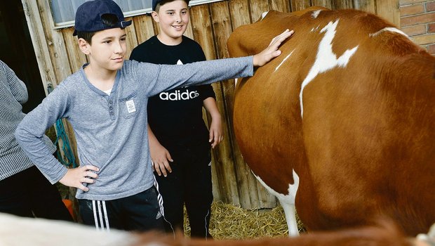 Wie fühlt sich ein Kuhfell an? Stadtkinder können diese neue Erfahrung dank Schule auf dem Bauernhof machen. (Bild SchuB)