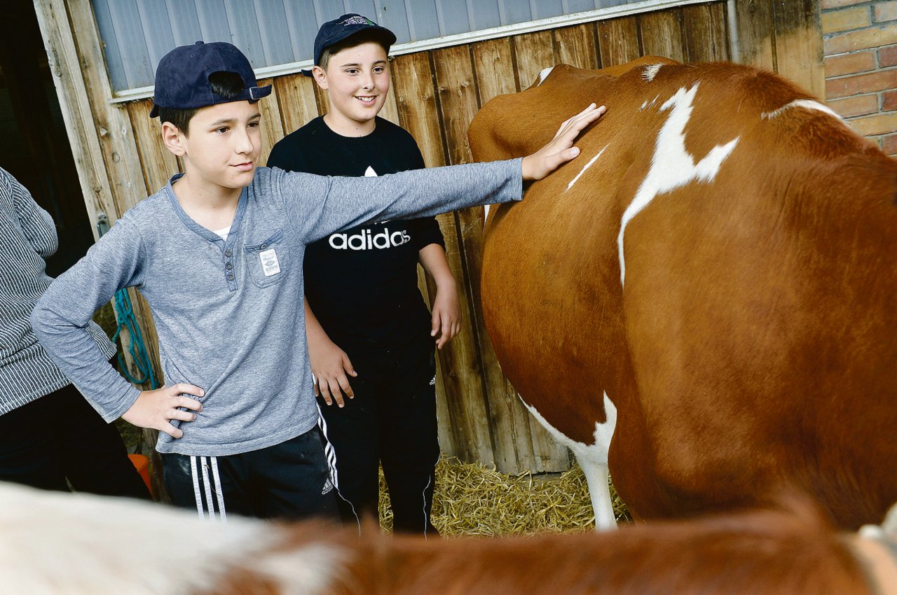 Wie fühlt sich ein Kuhfell an? Stadtkinder können diese neue Erfahrung dank Schule auf dem Bauernhof machen. (Bild SchuB)
