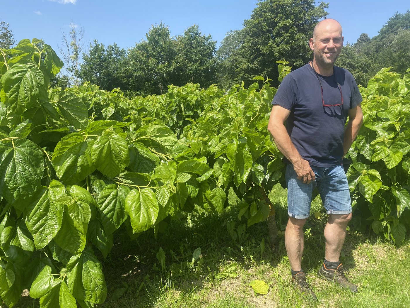 Die Maulbeerbäume von Ueli Ramseier und Bettina Clavadetscher sind mehrheitlich gesund. Einzig die Mäuse bereiten ihnen teils Sorge. Pilzbefall entfernen sie manuell.  