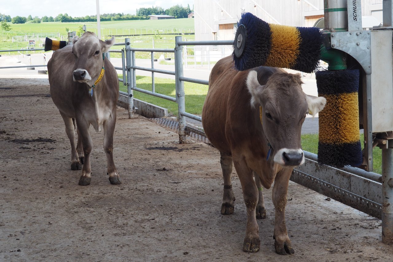 Lenta (vorne) ist zwar noch nicht ganz augewachsen. Die OB-Kuh ist aber deutlich kleiner und gedrungener als die Brown Swiss Kuh im Hntergrund.as ist 