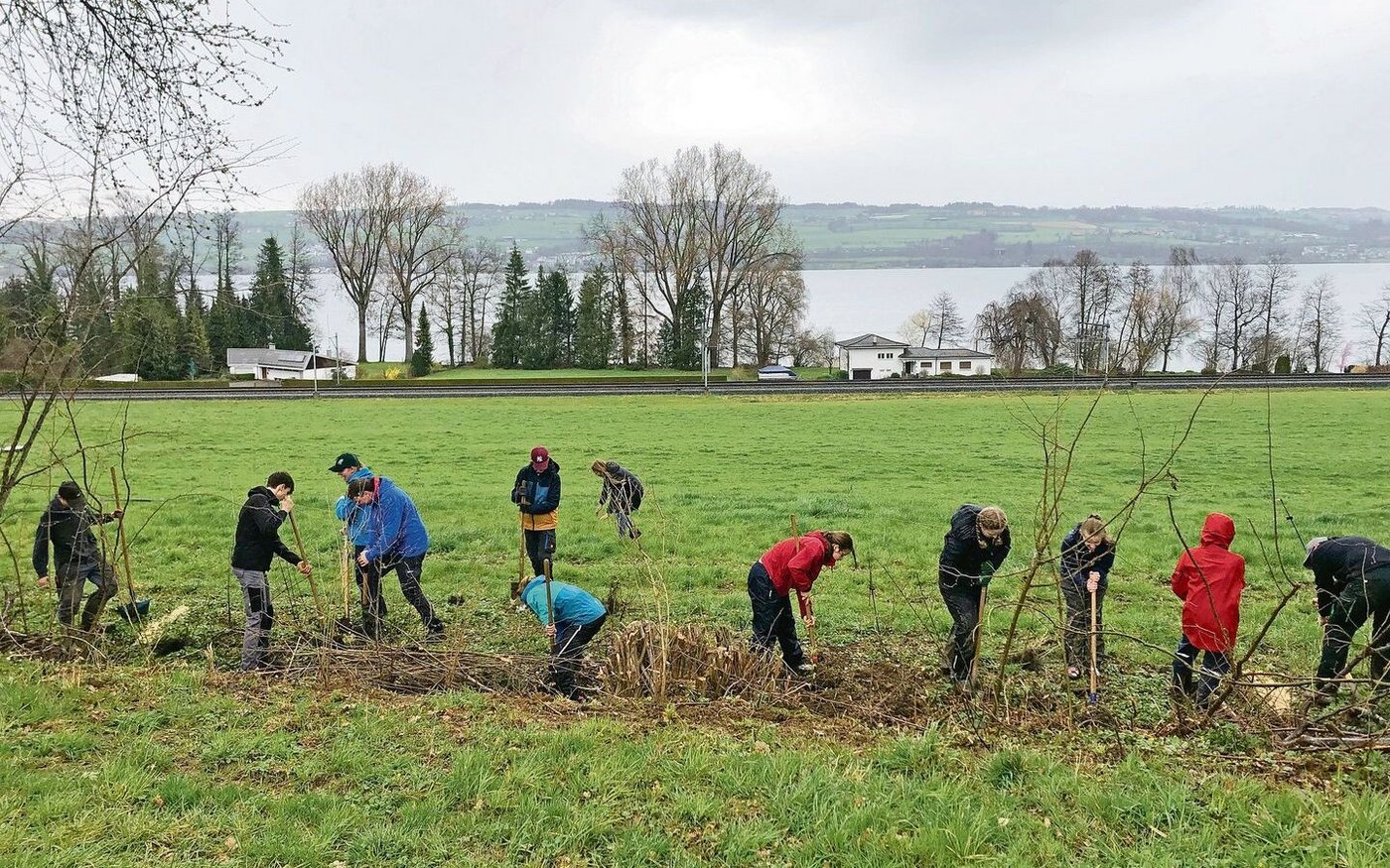 Die beiden Nottwiler Schulklassen zeigten vollen Einsatz bei Wind und Regen und setzten 850 Pflanzen. 