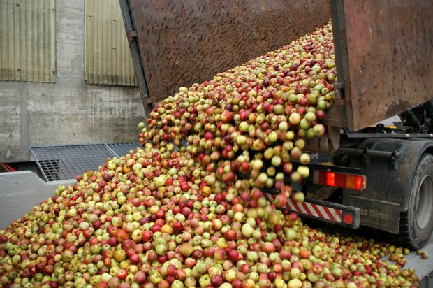 Ramseier nahm heuer 42'000 Tonnen Äpfel an. (Bild ji)