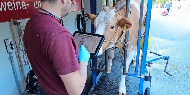 70 Klauenpfleger wurden im Projekt «Gesunde Klauen» in der elektronischen Erhebung von Klauengesundheitsdaten geschult. Rund 182 000 Daten von vollständigen Klauenpflegen konnten dabei gesammelt werden. 