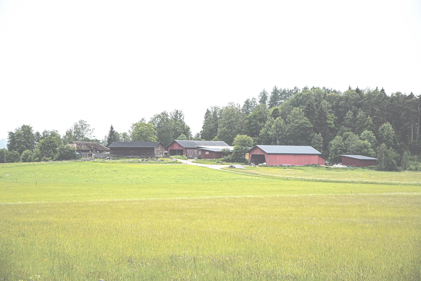 Der Rindvieh-Betrieb ist seit über 100 Jahren im Besitz der Familie Jahkola. (Bild ke)