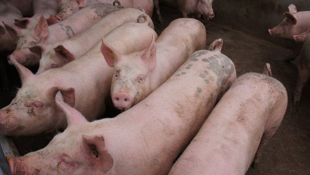 Bei der Schweinehaltung sollen mehr Kontrollen durchgeführt werden. (Bild lid)