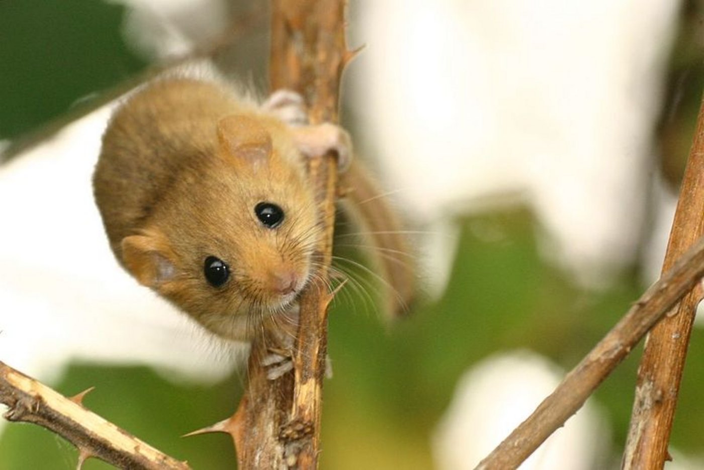 Eine Haselmaus: Das Nagetier ähnelt einer Maus, wiegt zwischen 15 und 30 Gramm und ist sehr scheu. In Winterthur haben die putzigen Tierchen jetzt ihre eigene Brücke. (Bild: Björn Schulz)