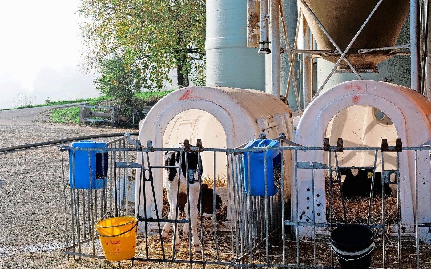 Statt schwarze Tränkekessel sollten bei den Kälbern lieber gelbe oder blaue Modelle zum Einsatz kommen.    
