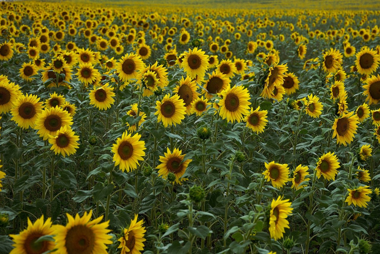 Sonnenblumen werden weiter unterstützt. (Bild Hans Linde/Pixabay)