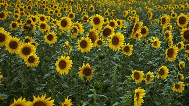 Sonnenblumen werden weiter unterstützt. (Bild Hans Linde/Pixabay)