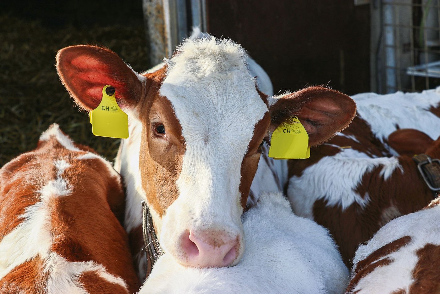 Fehlendes Wasser und Raufutter bei Kälbern war der häufigste Grund für Beanstandungen. (Symbolbild rae)