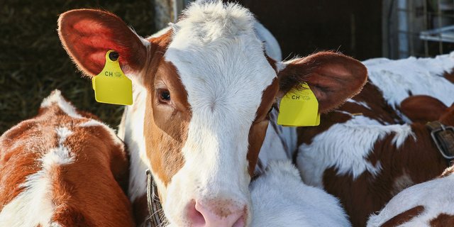 Fehlendes Wasser und Raufutter bei Kälbern war der häufigste Grund für Beanstandungen. (Symbolbild rae)