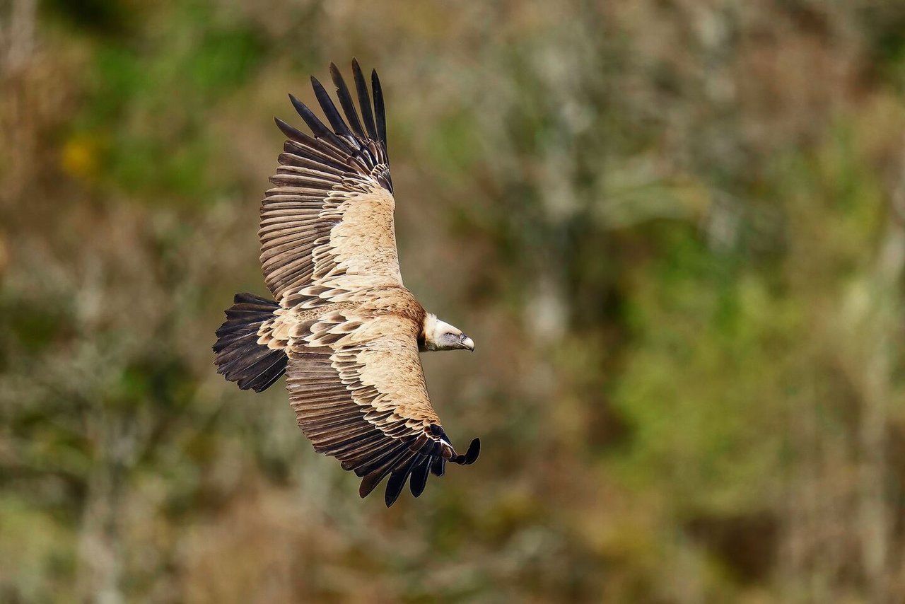 Mit bis zu 2,6 Metern Flügelspannweite gehört der Gänsegeier zu den grössten Vögeln Europas.
