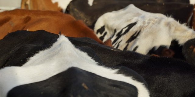 Die tierintensiven Kantone der Region würden mit der neuen Agrarpolitik benachteiligt, so die Befürchtung der Junglandwirte Zentralschweiz. (Symbolbild Ruth Aerni)