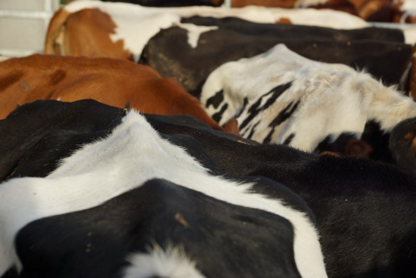 Die tierintensiven Kantone der Region würden mit der neuen Agrarpolitik benachteiligt, so die Befürchtung der Junglandwirte Zentralschweiz. (Symbolbild Ruth Aerni)