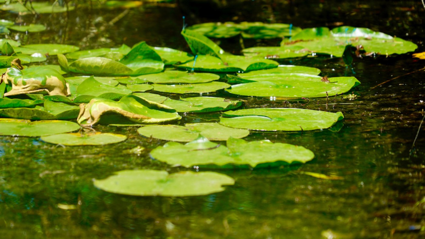 Die Reinigung von Naturweihern ist eine der Aktivitäten des Naturnetz Pfannenstil. 