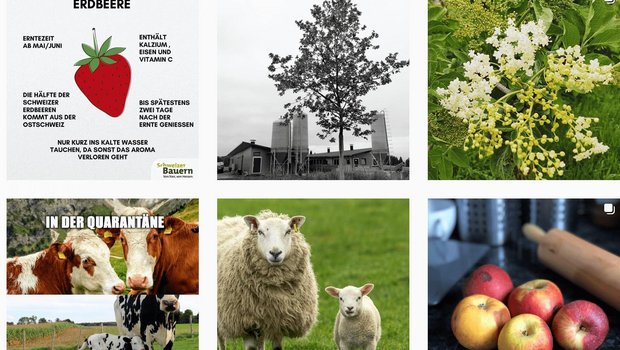 Wissen, Humor, Praktisches – auf dem Instagram-Kanal der Schweizer Bauern gibt es Einiges zu entdecken. (Bild Screenshot Instagram)