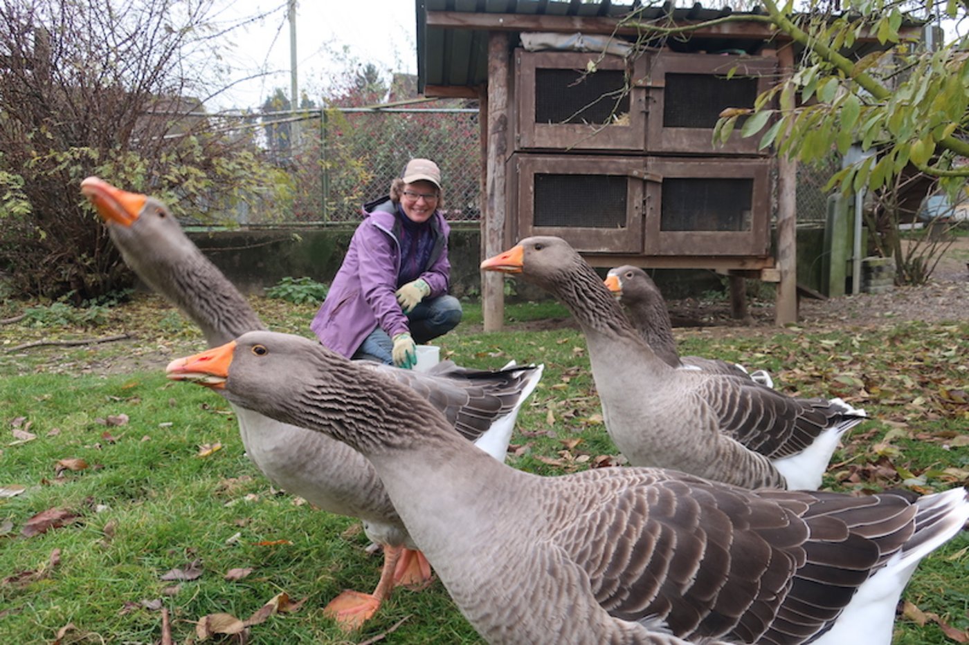 Die Gänse sehen Bea Bachmann als ihre Gänsemama und sind recht zahm.