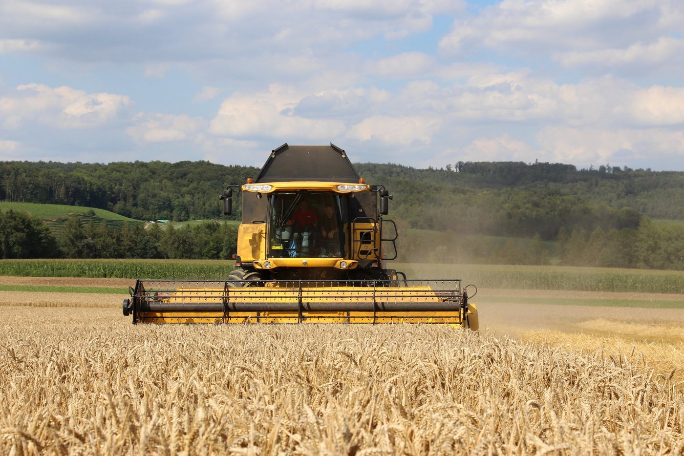 Der Brotweizen ist preislich attraktiver als Futterweizen. Deshalb pflanzen die Ackerbauern jährlich weniger Futterweizen an.