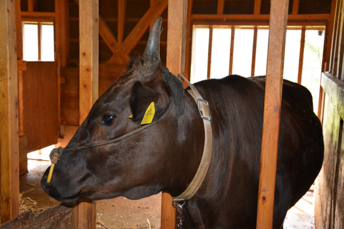 Wagyu-Kuh in Japan: dichtes, samtiges Fell, eng beieinander liegende Hörner und sanfter Gesichtsausdruck.